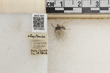 Media type: image;   Entomology 770824 Aspect: Labels